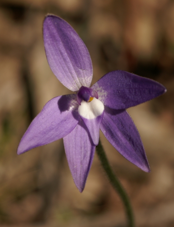 Glossodia major
